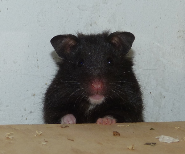 Bild von Darla, geb. Mitte April 2017