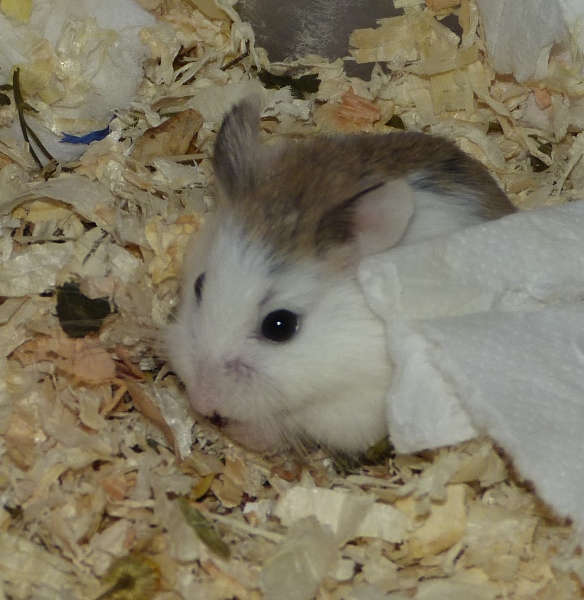 Bild von Pinky, geb. Mitte Juni 2017