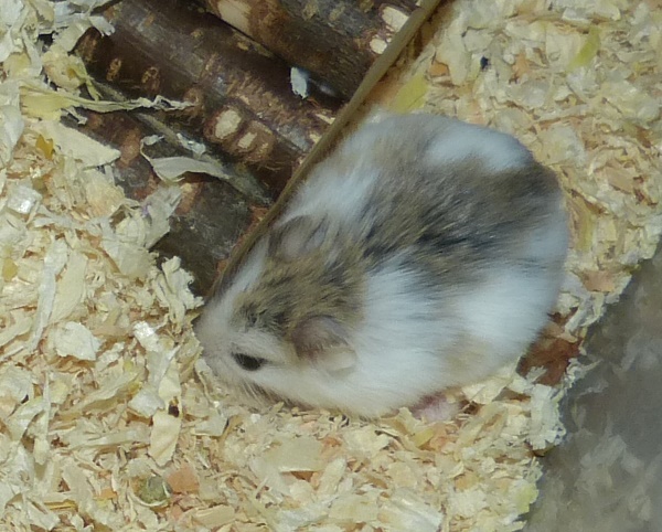Bild von Smartie, geb. Mitte Juni 2017
