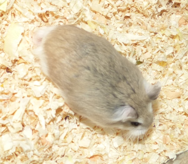 Bild von Strubbel, geb. Mitte Juni 2017