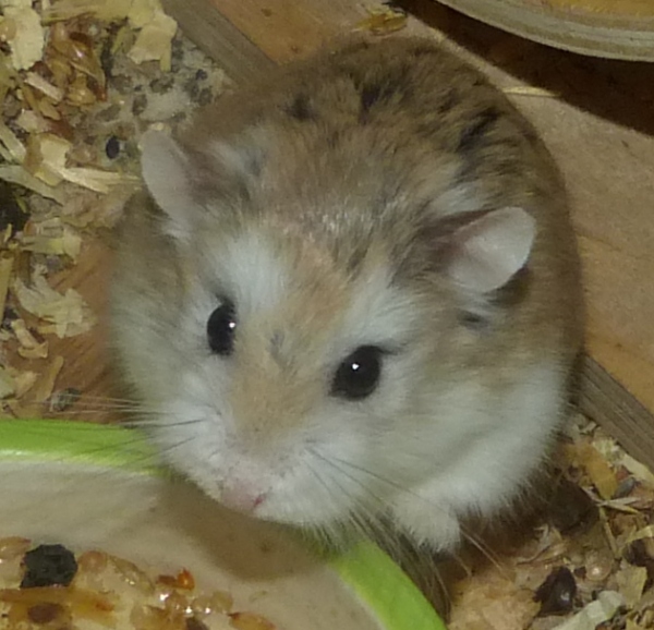 Bild von Tobi, geb. Mitte Juni 2017