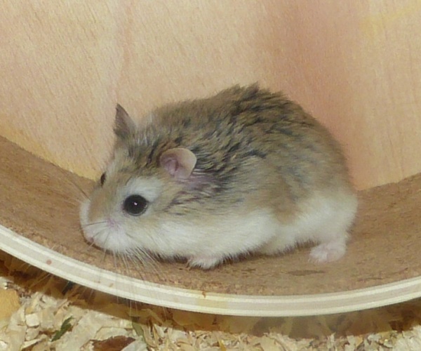 Bild von Tomte, geb. Mitte Juni 2017