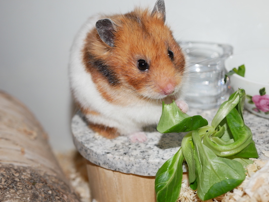 Bild von Hana, ausgewachsen