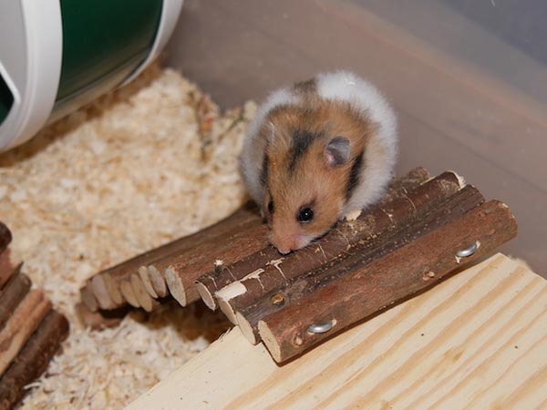 Bild von Haruko, geb. Ende Februar 2019