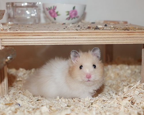 Bild von Hikari, geb. Ende Februar 2019