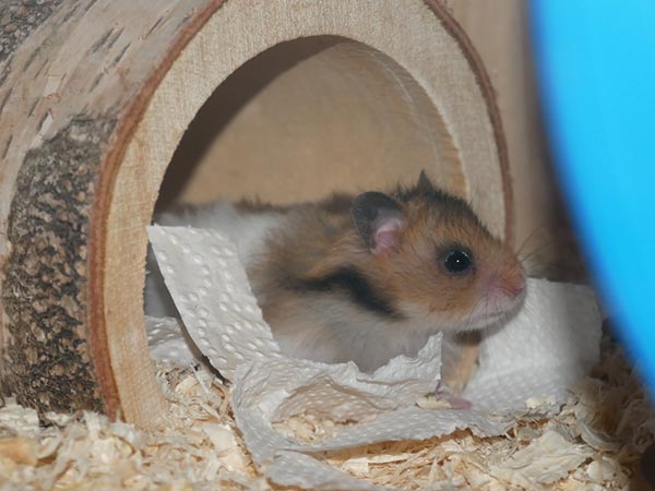 Bild von Hiko, geb. Ende Februar 2019