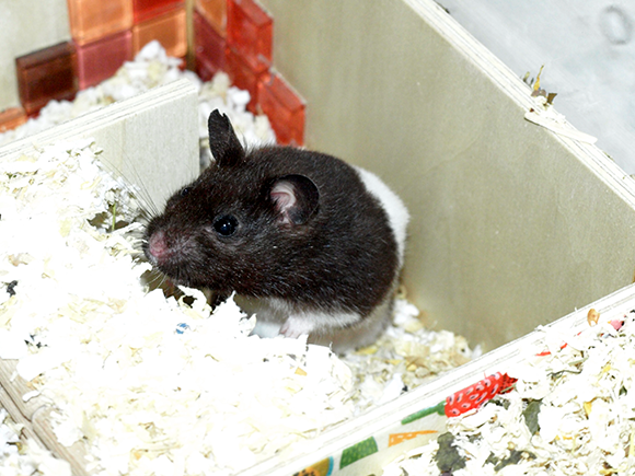 Bild von Narissa, geb. Mitte April 2017