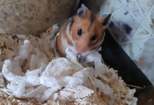 Bild von Becki, geb. 03.04.2019