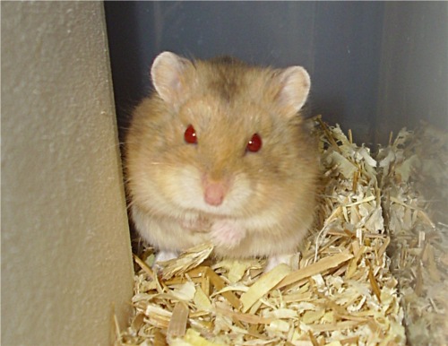 Pumba3.JPG