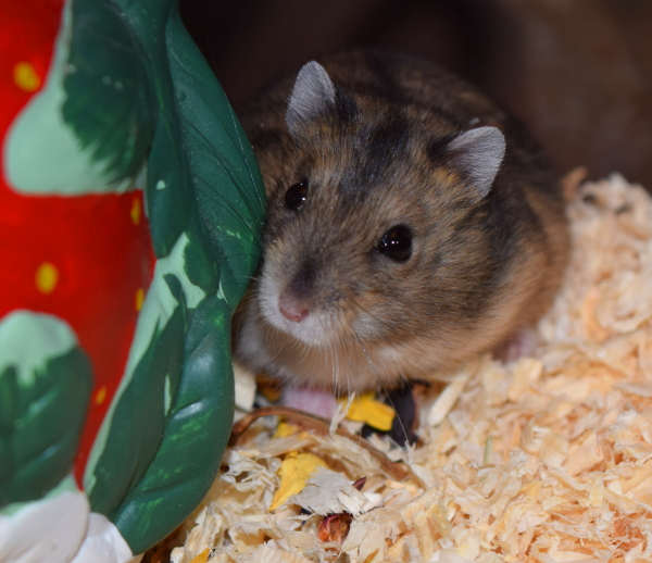 Bild von Betty, geb. 2. Quartal 2019