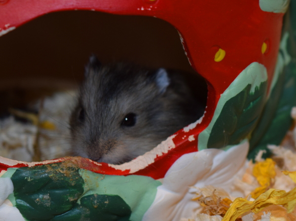 Bild von Enna, geb. April 2019