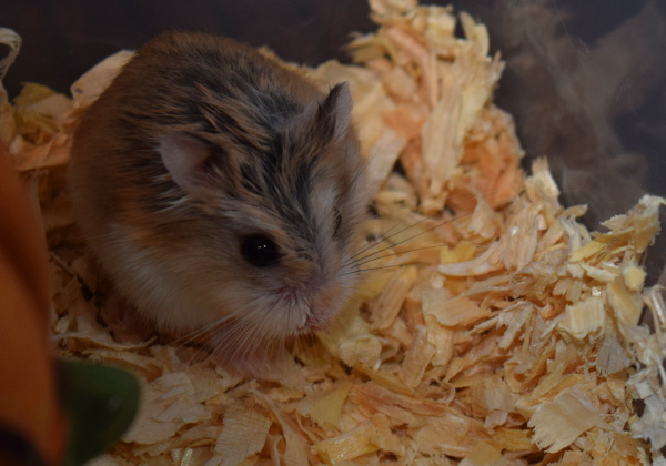 Bild von Fiona, geb. Juli 2017