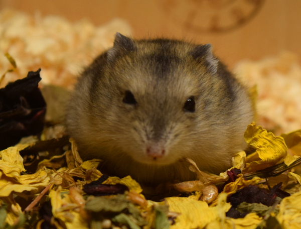 Bild von Gertrude, geb. Juni 2019