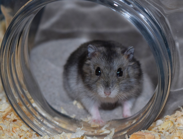 Bild von Hektor, geb. Januar 2019