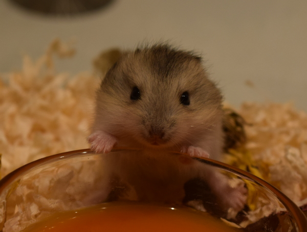 Bild von Irma, geb. April 2019
