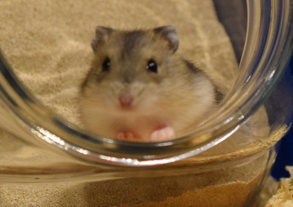 Bild von Josy, geb. Juni 2019