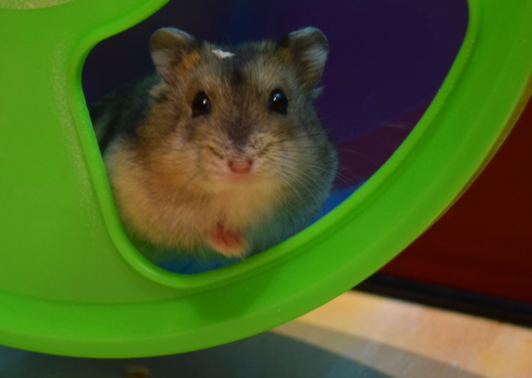 Bild von Lolita, geb. April 2018