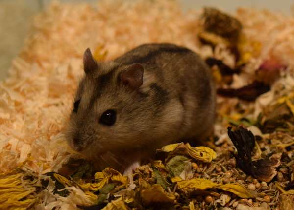 Bild von Luisa, geb. Janaur 2019