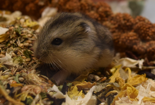 Bild von Mira, geb. April 2019