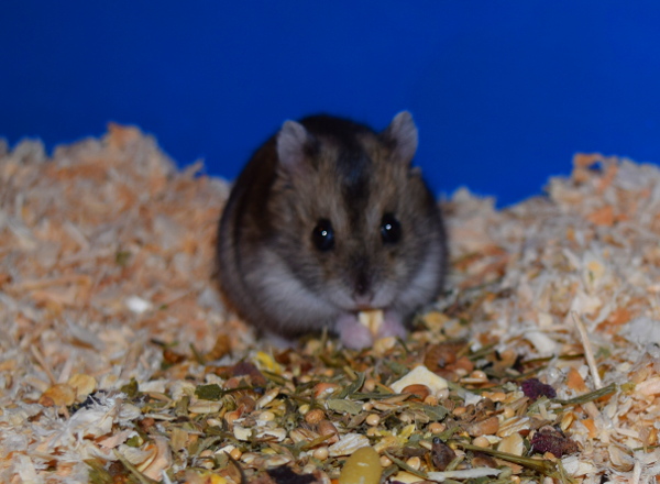 Bild von Nelli, geb. 12.04.2017