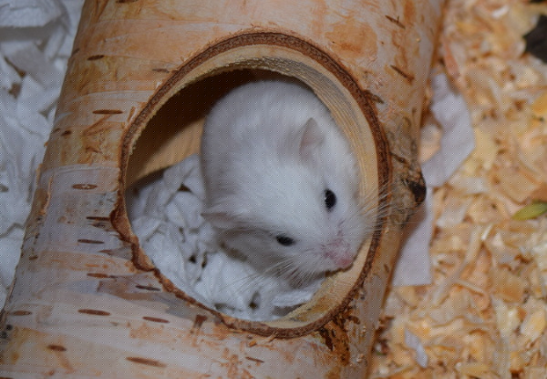 Bild von Stella, geb. Juli 2017