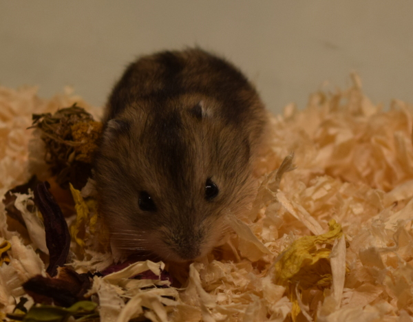 Bild von Vincenzo, geb. April 2019