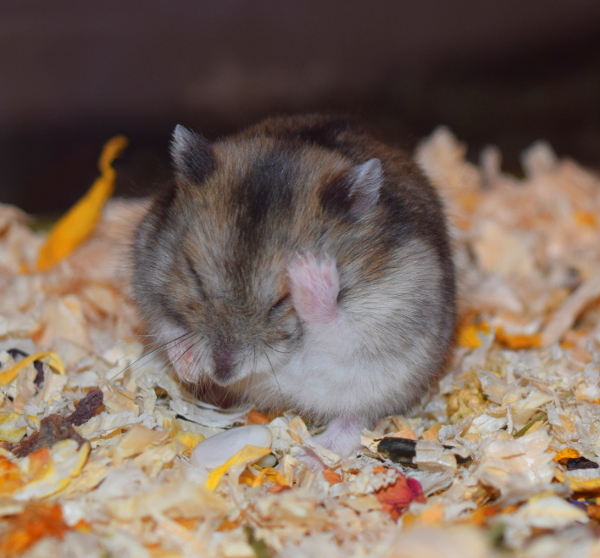 Bild von Tommi, geb. 2. Quartal 2019