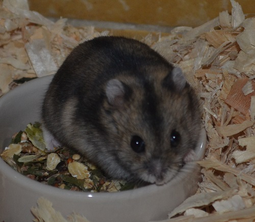Bild von Hanni, geb. 22.03.2017