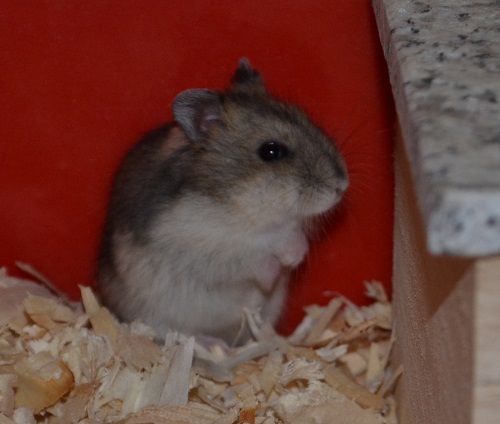 Bild von Quill, geb. 17.05.2017