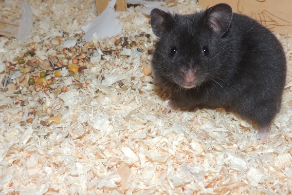 Bild von Jace, geb. 20.12.2025