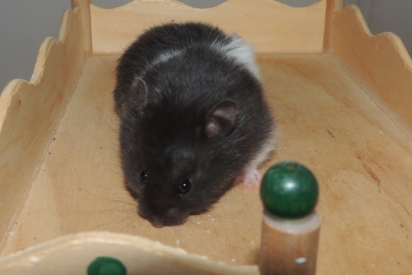 Bild von Raj, geb. 20.12.2025