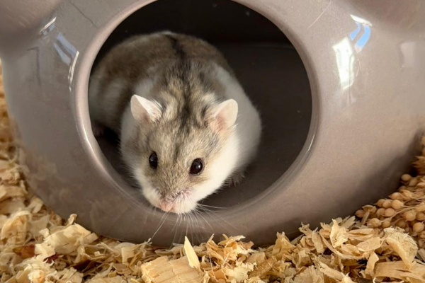 Bild von Lilli, ausgewachsen