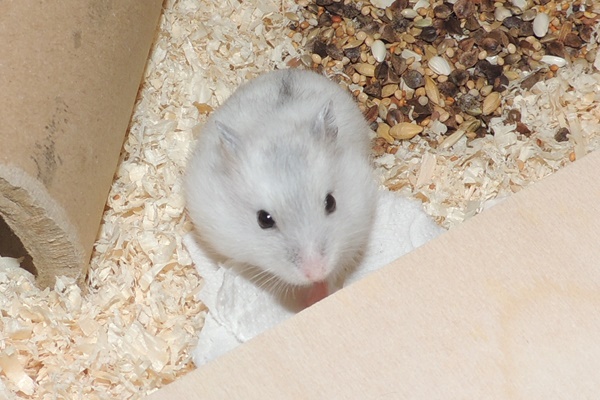 Bild von Ace, geb. ca. 11.05.2025
