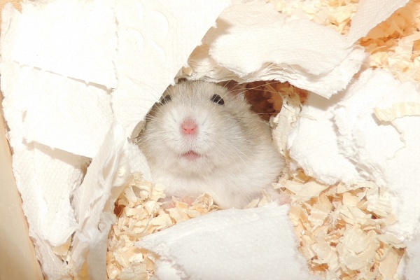 Bild von Buddy, ausgewachsen 