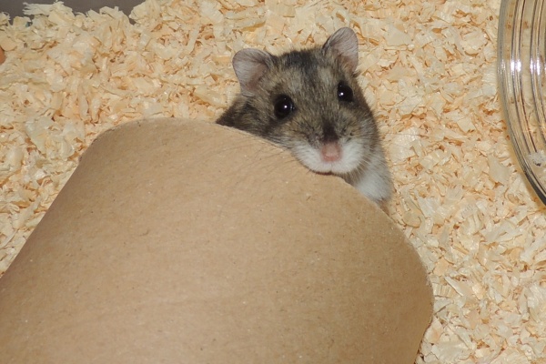 Bild von Gerold, ausgewachsen