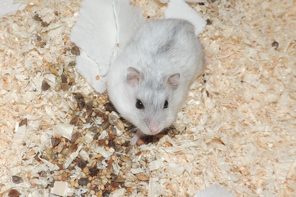 Bild von Alana, ausgewachsen