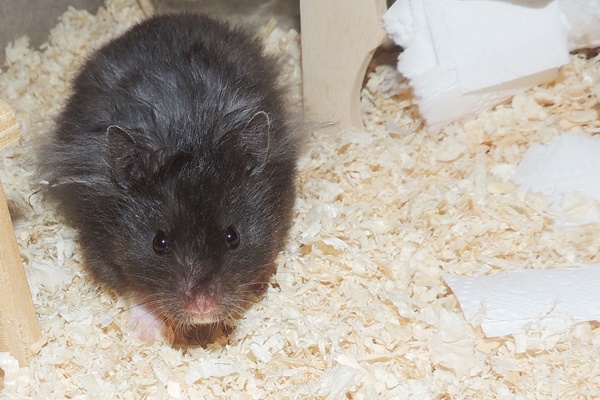 Bild von Antonius, ausgewachsen