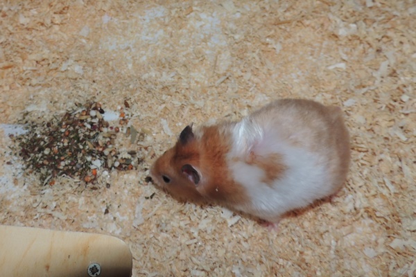 asche16.JPG