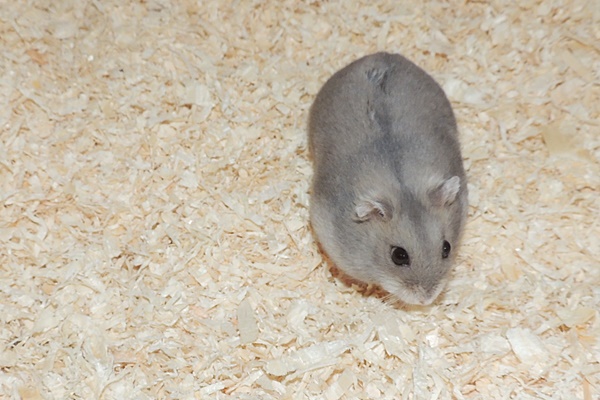balu1.JPG