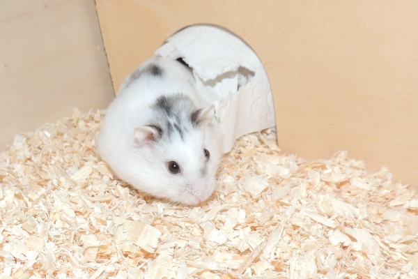 Bild von Molli, ausgewachsen