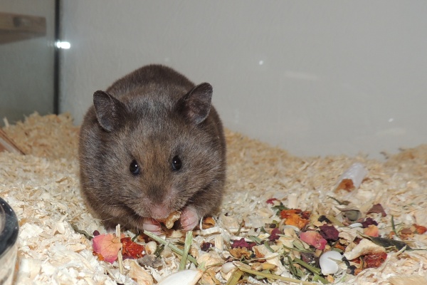Bild von Bonnie, ausgewachsen