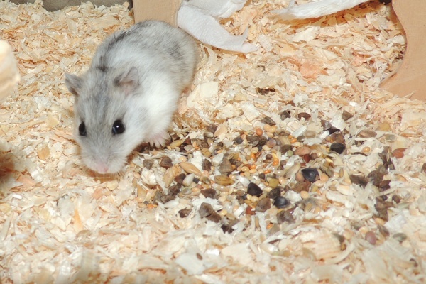 Bild von Solvey, geb. Februar 2026