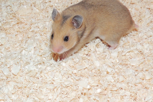 Bild von Dancer, geb. 25.11.2022