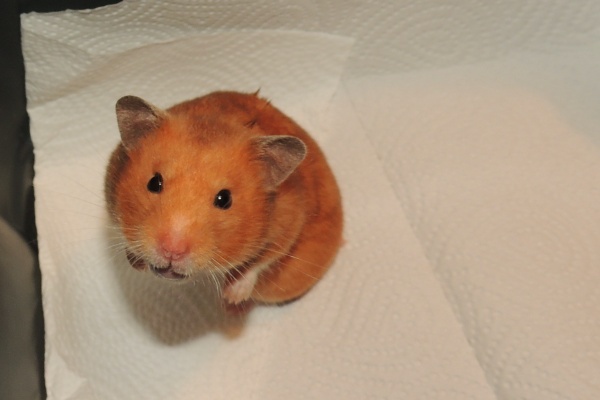 cinnamon.JPG