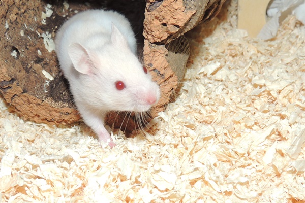 Bild von Dalia, geb. 06.07.2021