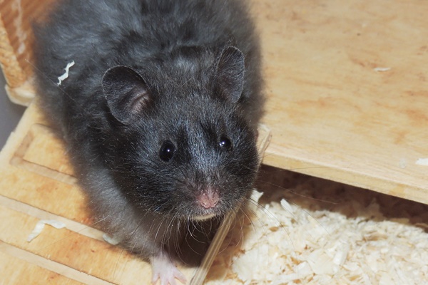 Bild von Darleen, geb. Mai 2023