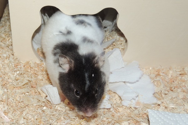 Bild von Mabel, geb. ca. Herbst 2020