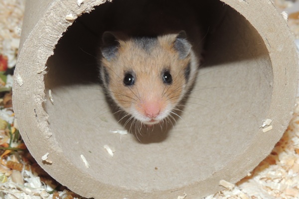Bild von Romina, geb. 07.06.2022