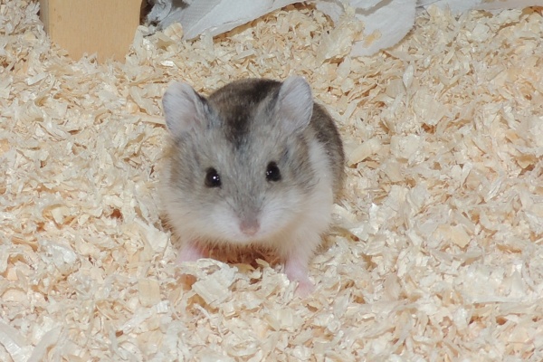 Bild von Sweetie, geb. Juli 2025