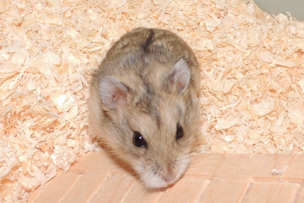 emsdetten5.JPG